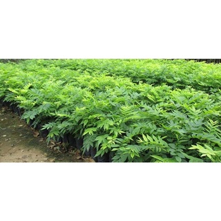 100 gram quả sưa trắng