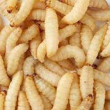 1 Hộp Sâu Waxworm Giàu Dinh Dưỡng Thức Ăn Bổ Sung Cho Hamster-Gà-Chim Cảnh-Sóc Bay