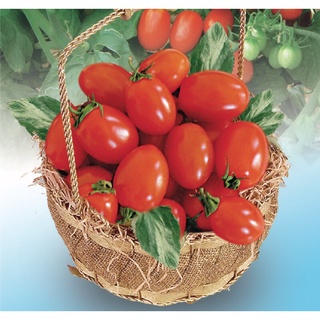 Hạt giống cà chua bi 0.1g