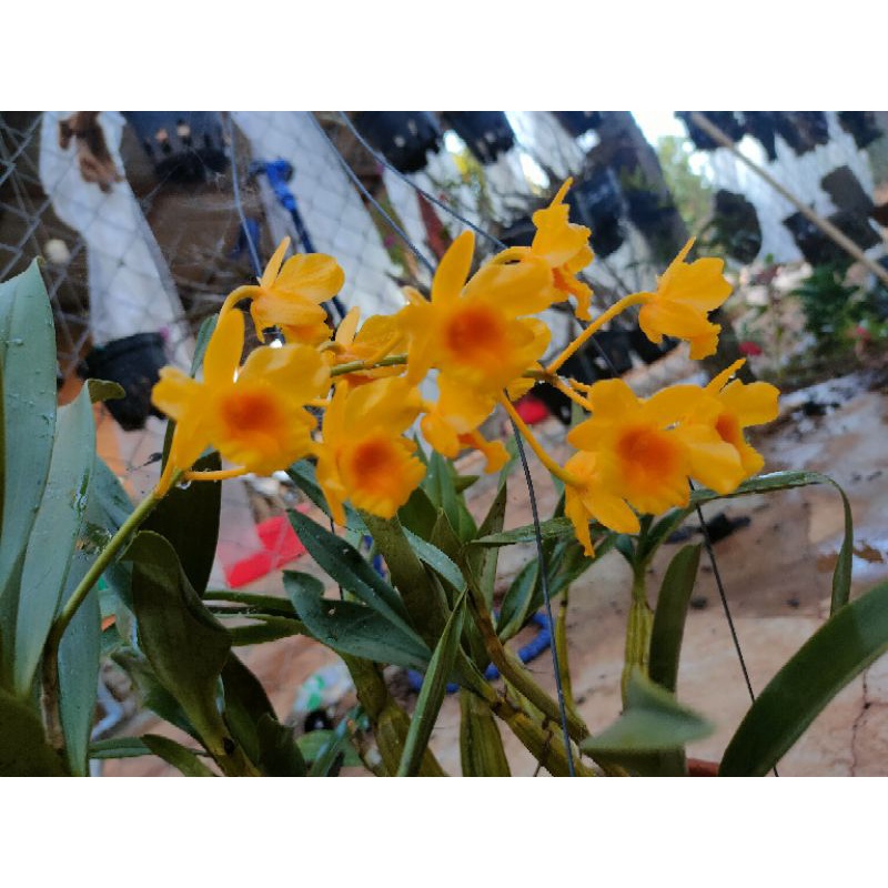 1 bó lan sơn thủy tiên