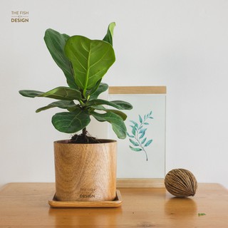 Chậu cây bàng sing | THE FISH SIZE L (trang trí trong nhà, để bàn làm việc,...)