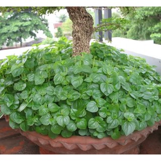 0.5Gram Hạt giống rau càng cua
