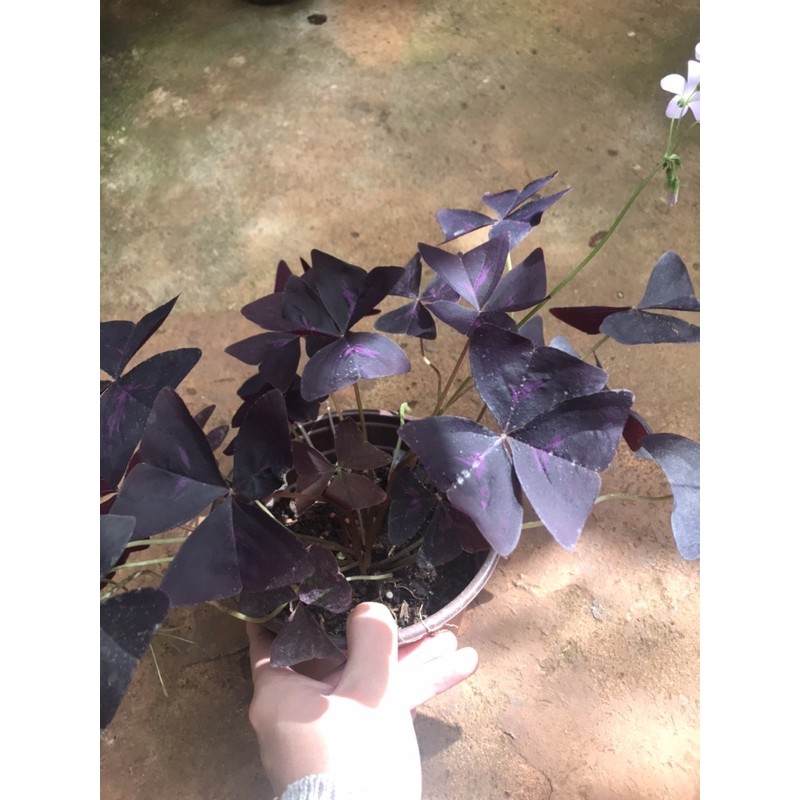 Chậu cứng Comb cảnh