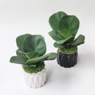 Cây Bàng Sing Mini Để Bàn Y Hình, Trang Trí Nội Thất
