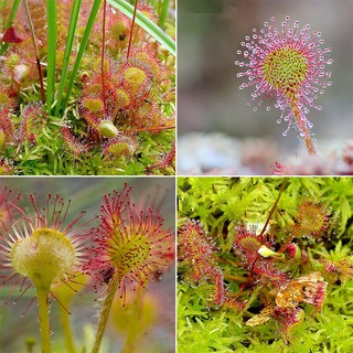 Hạt giống gọng vó bắt mồi