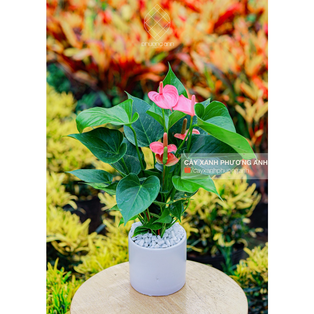 Cây hồng môn hồng mini để bàn phong thuỷ trong nhà kèm chậu sứ cao 45cm - Cây xanh Phương Anh