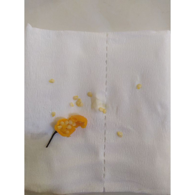 20 Quả ớt Charapita - Peru ! Mỗi quả có từ 5-10 hạt.