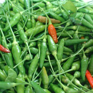 50H - HẠT GIỐNG ỚT XIÊM