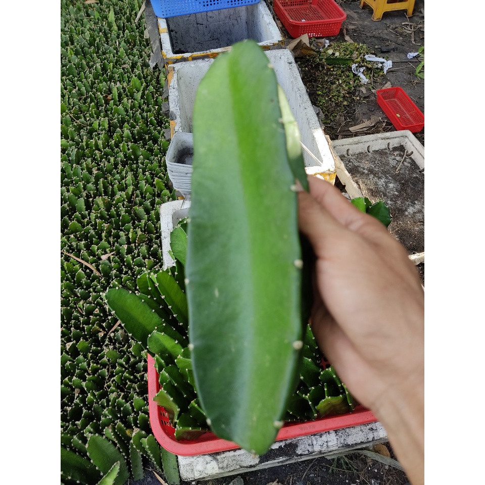 Combo 05 chân tháp xương rồng THÁI dài 15 - 25 cm