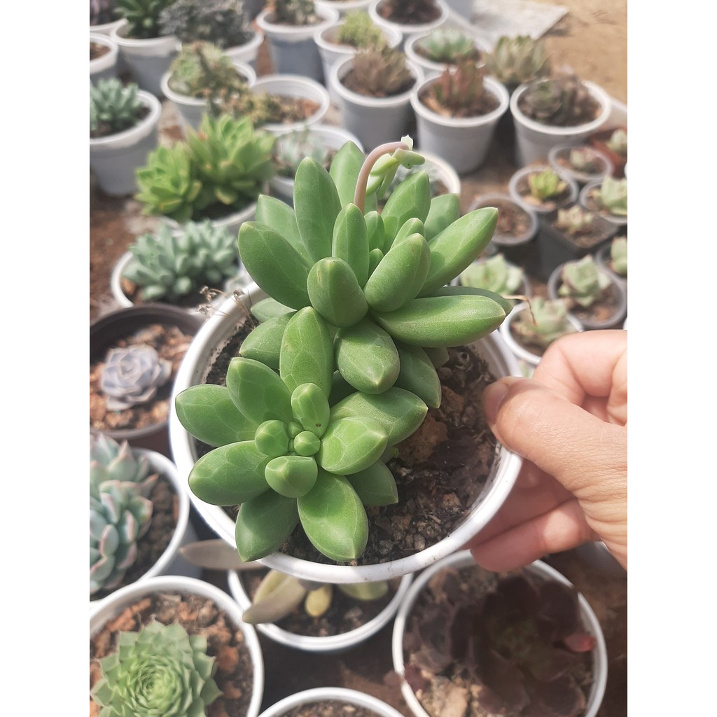 SEN ĐÁ KIM CƯƠNG TRẮNG🌵SIZE10CM🌵SIZE TRUNG 🌵SEN ĐÀ LAT🌵THUẤN SỨ NÓNG🌵FREESHIP🌵1 ĐỔI 1