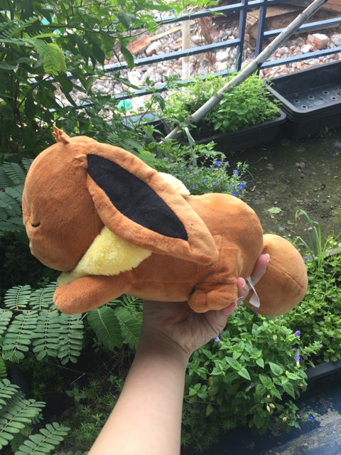 Gấu bông poke sưu tầm size 25 đến 30cm