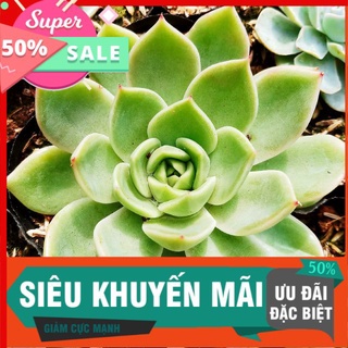 Sen đế vương xanh size trung