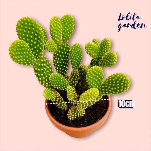 Xương rồng tai thỏ kèm chậu Đà Lạt size trung bình cây cảnh trang trí nhà cửa Lolita garden