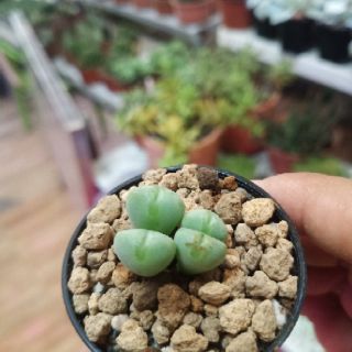 Conophytum Mayeri (4-5 đầu)