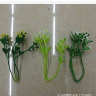 1 kg cỏ điểm