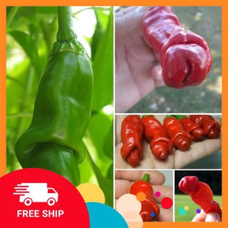 gói 20 hạt giống ớt cu tý