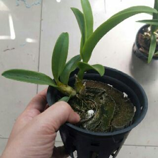 Lan denro nắng thơm pensoda cây tơ