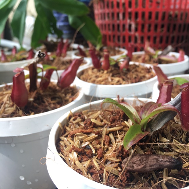 Cây bắt mồi( cây nắp ấm) 40k