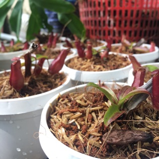 Cây bắt mồi( cây nắp ấm) 40k