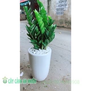 Chậu cây kim tiền