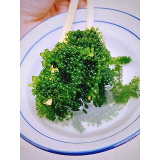 🥗🥗RONG NHO AHICHI 🥗🥗
