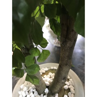 Hạnh phúc thân gỗ to thuỷ sinh