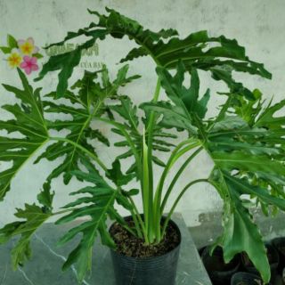 [Cây phong thủy] Trầu Bà Thanh Xuân chậu lớn - CayGiongTot