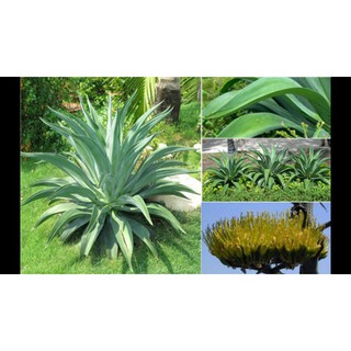 Cây dứa cảnh Nam Mỹ giống