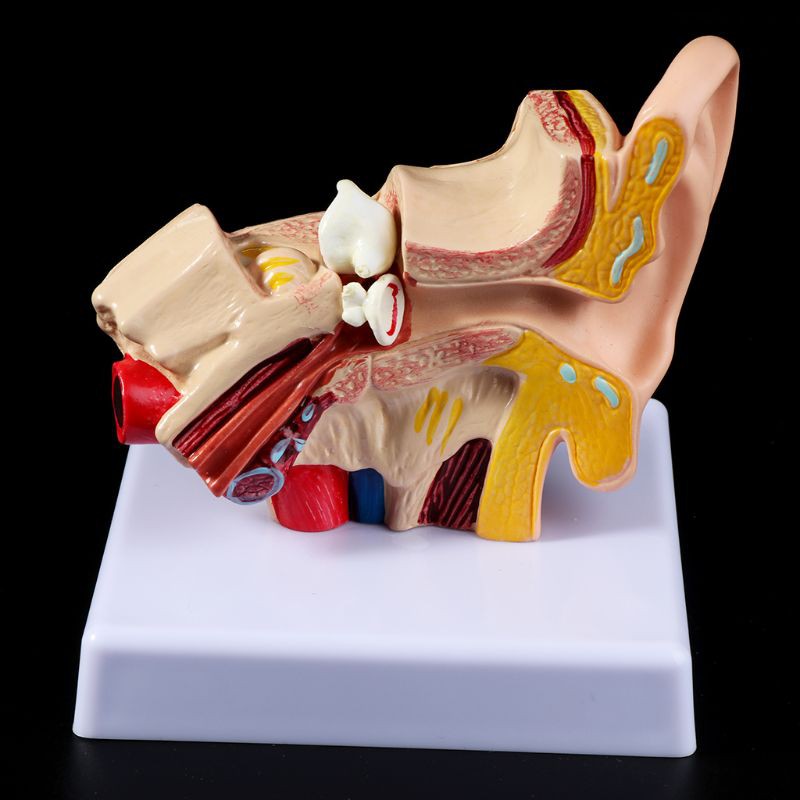 Mô hình dạy cấu trúc tai người cho y khoa