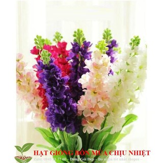 Hạt giống hoa phi yến - 10 hạt đến mùa trồng tết