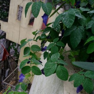 Cây đậu biếc đơn/ kép đang hoa