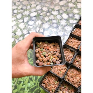 cây sen Lithops sen đá thạch lan size nhỏ