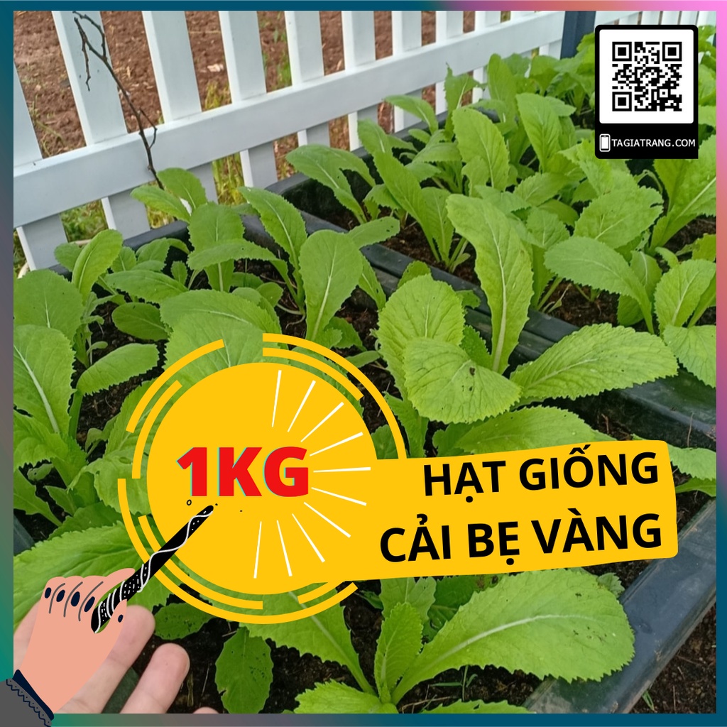 1KG Hạt giống cải bẹ vàng