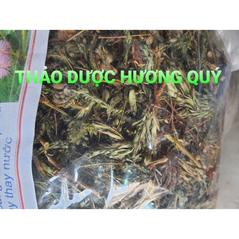 1 KG CÂY XẤU HỔ (CÂY MẮC CỠ) KHÔ, XANH GIÚP AN THẦN, LỢI TIỂU