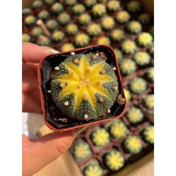 Sale 50% - Xương Rồng Aster Var Đột Biến Vàng siêu đẹp 😍