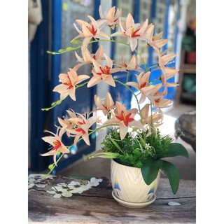 Nguyên Liệu Hoa Lan Móng Rồng  Kèm Chậu Xinh