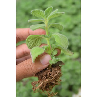Sen thơm - nhất mạt hương mini 3-5cm