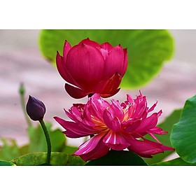 10 HẠT GIỐNG SEN BÁCH DIỆP