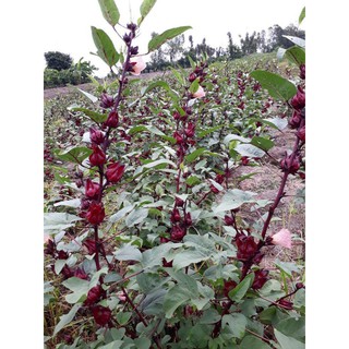 HẠT CÂY GIẤM, HOA ATISO ĐỎ - GÓI 2 GRAM