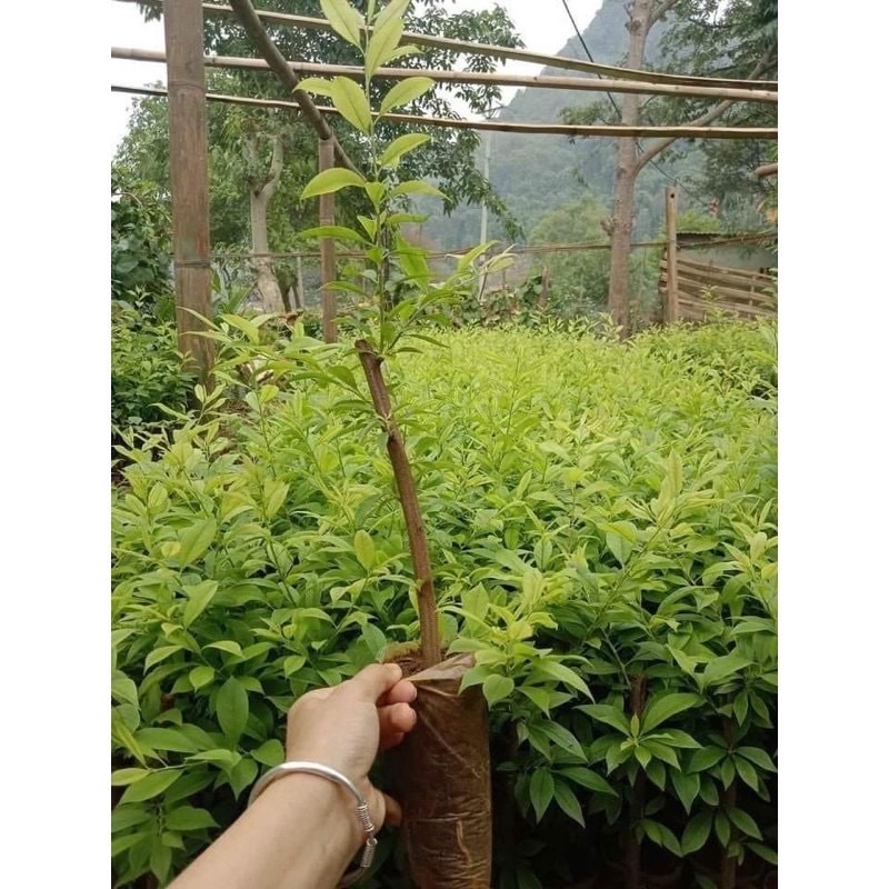 Cây giống Mận Hậu quả siêu to ngọt