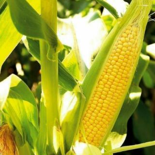 Hạt giống ngô ngọt Thái Lan