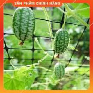 HẠT GIỐNG DƯA HẤU TÍ HON GÓI 10 HẠT.