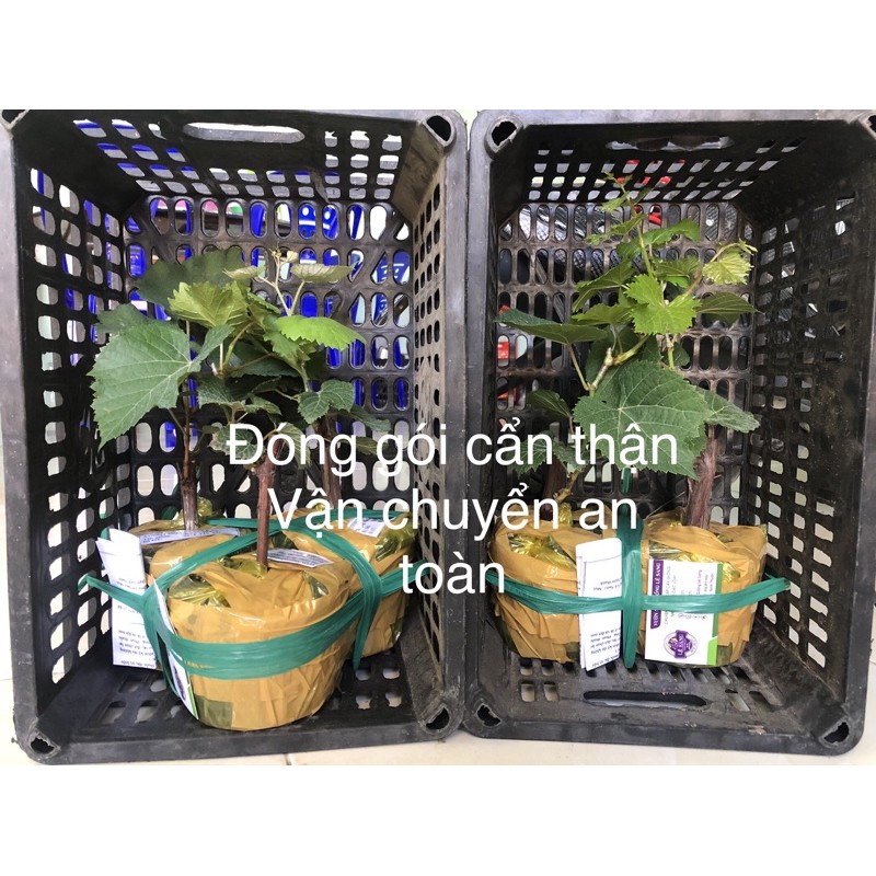 Cây Nho Giống Xanh Trái Dài.