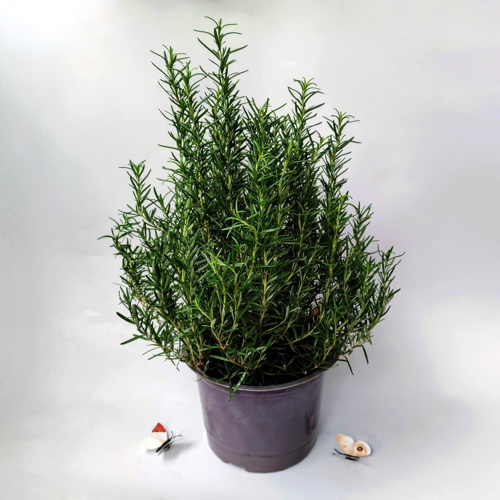 Cây Hương Thảo (Rosemary) cỡ to - cây gia vị với hương thơm dịu nhẹ, có khả năng làm giảm đau đầu, xả stress, làm đẹp