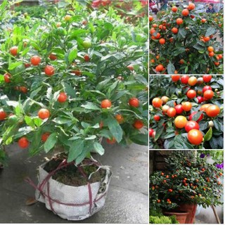 Hạt giống Ớt kiểng tròn 30 hạt (TẶNG gói kích thích hạt nảy mầm)