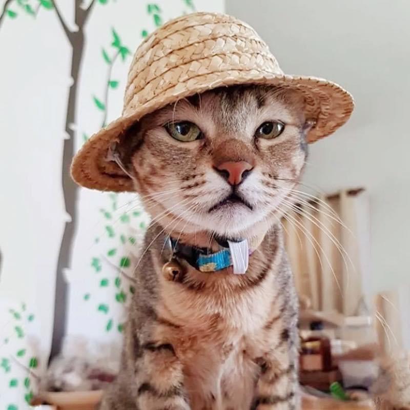 Mũ Rơm Thời Trang Cho Chó Mèo