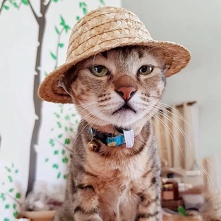 Mũ rơm thời trang cho chó mèo