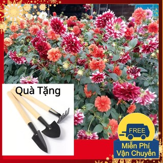 Hạt Giống Hoa Thược Dược Mix Tặng Bộ Dụng Cụ Mini Trồng Cây Tặng Bộ Dụng Cụ Mini Trồng Cây