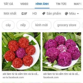 Com bo 5 cây câm tím cẩm đỏ chỉ 75 k