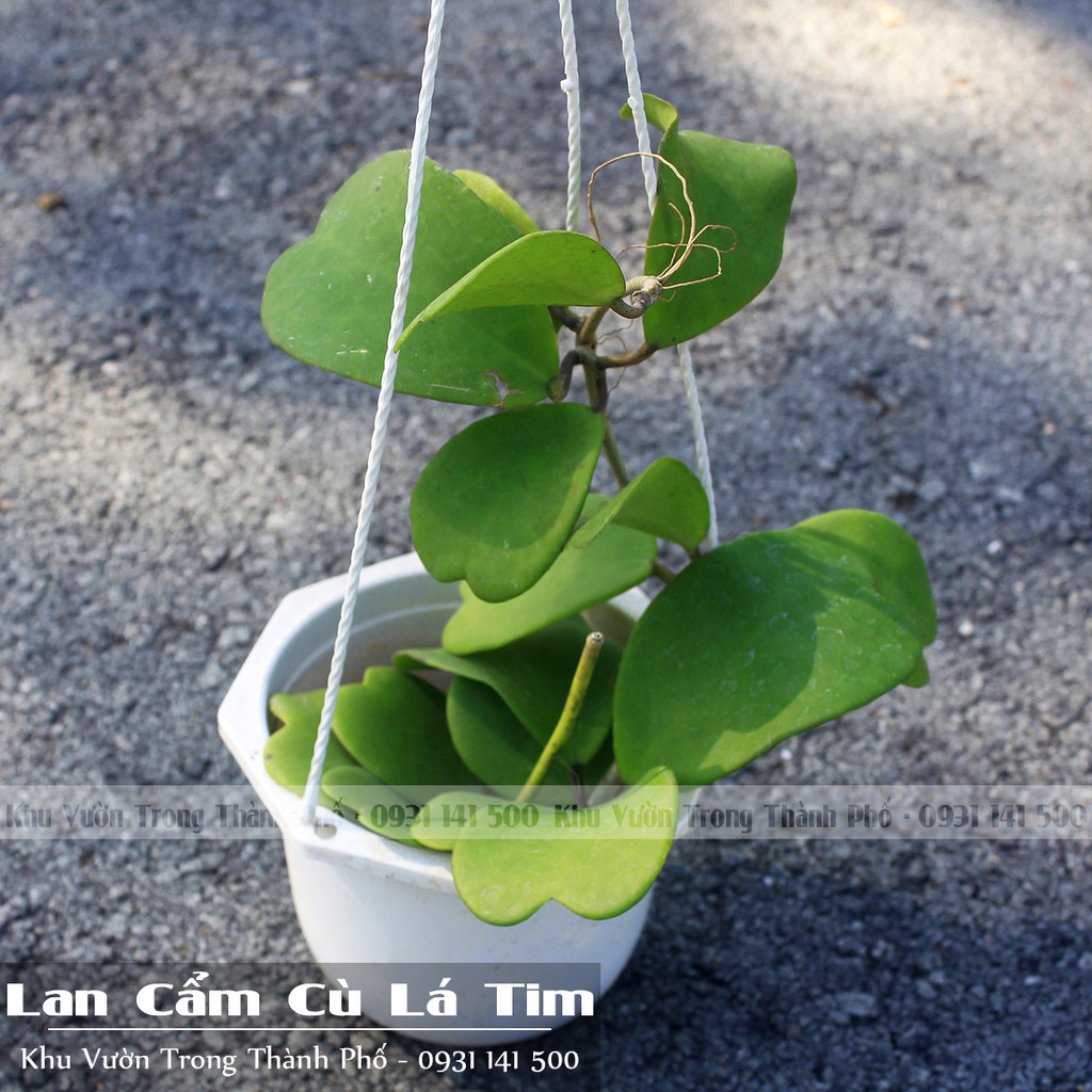 Cây Lan Cẩm Cù Lá Tim (Hoya Kerrii )